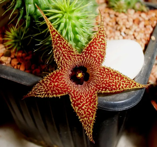 Huernia pillansii