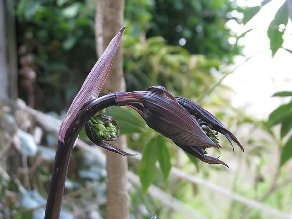 Disporum longistylum