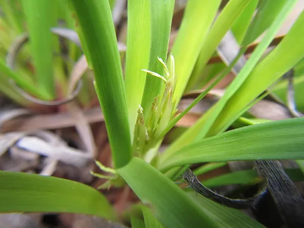 Capeobolus