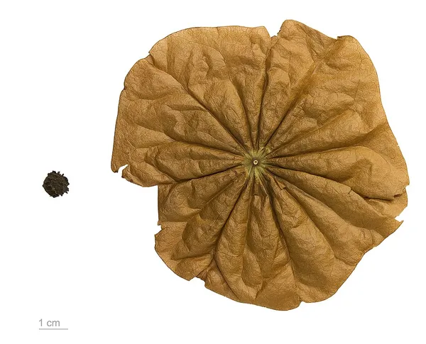 Chaunochiton