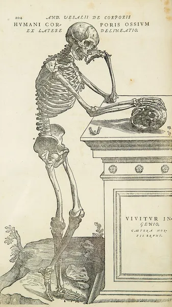 Anatomy