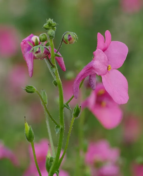 Diascia barberae