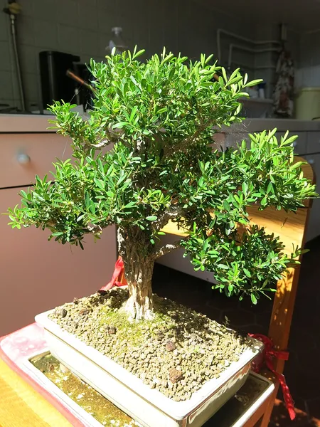 Buxus harlandii