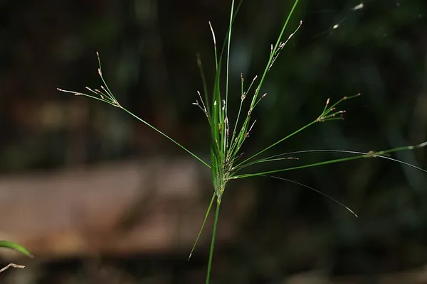 Exocarya