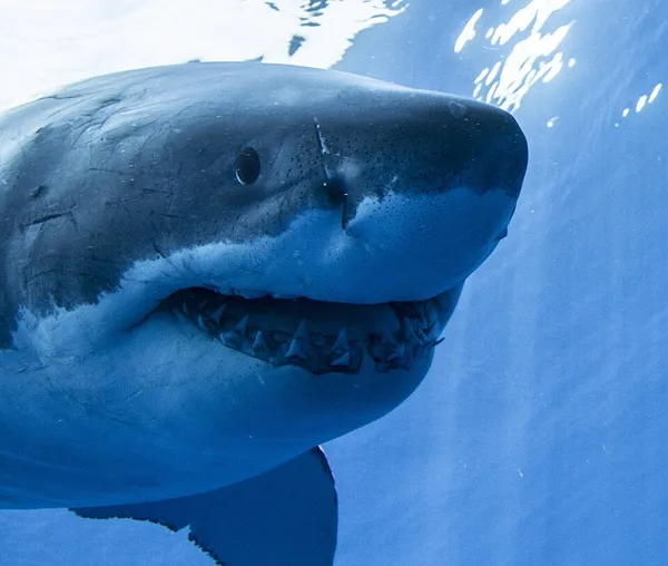 Guadalupe Island Biosphere Reserve