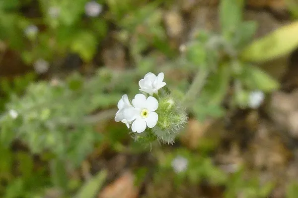 Johnstonella