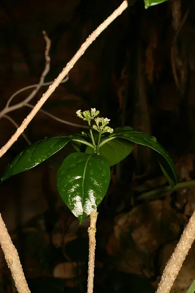 Grevea