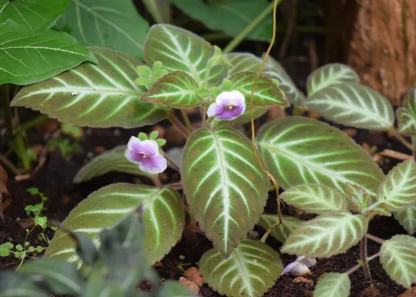 Gloxinella