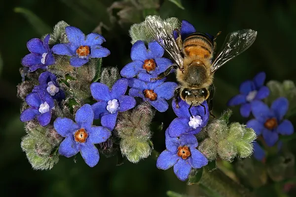 Anchusa capensis