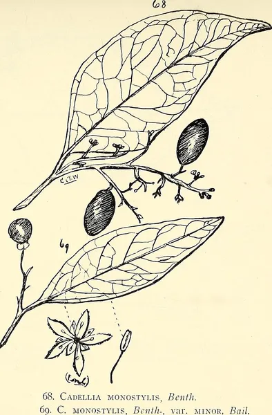 Guilfoylia