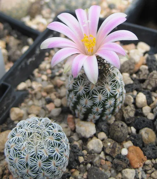 Kadenicarpus