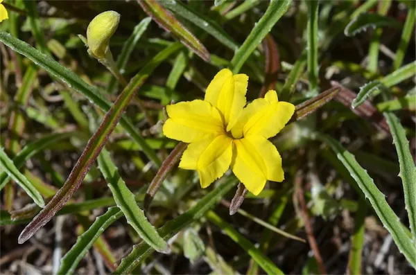 Goodenia willisiana
