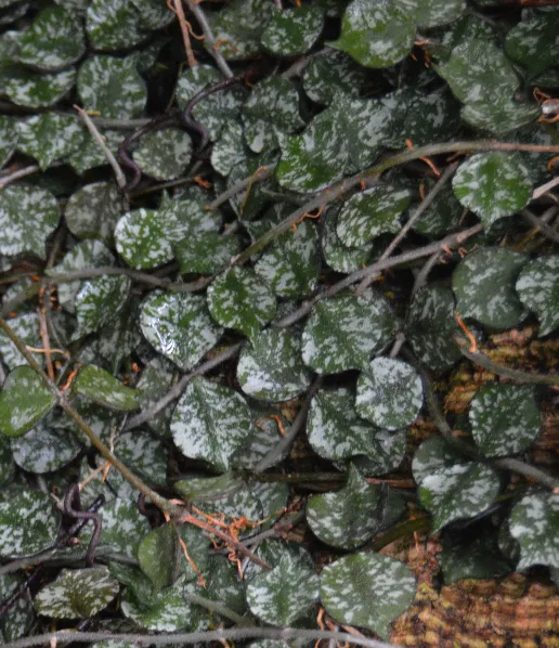 Hoya curtisii