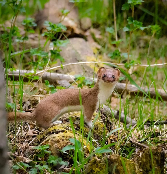 American ermine