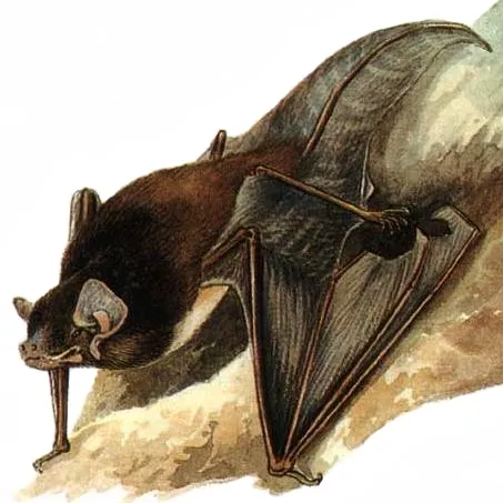 Gould's long-eared bat