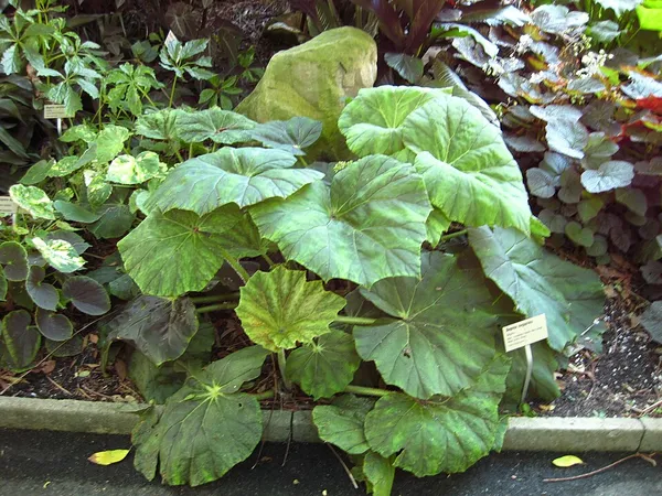 Begonia megaptera