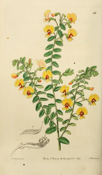 Bossiaea disticha