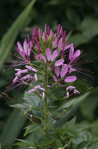 Cleome houtteana