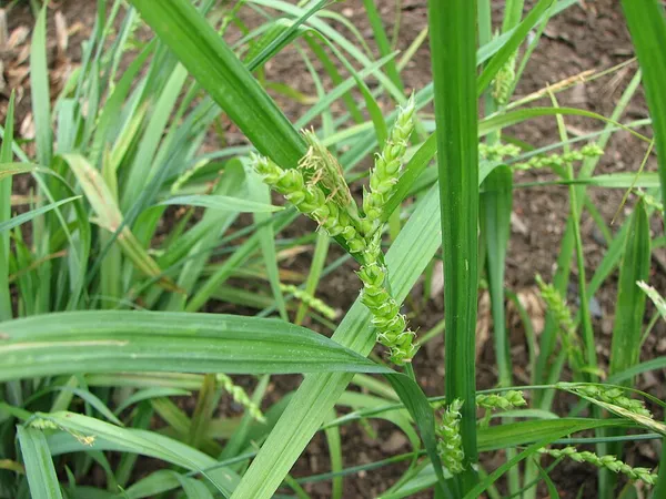 Carex flaccosperma
