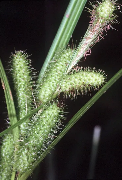 Carex frankii