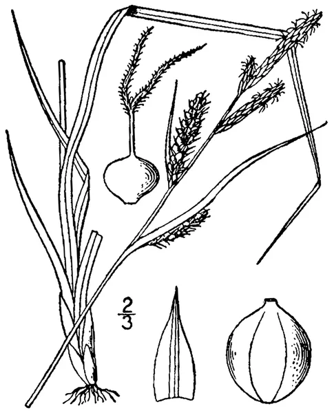 Carex haydenii