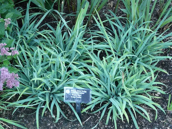 Carex laxiculmis