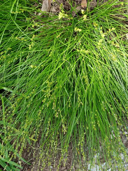 Carex radiata