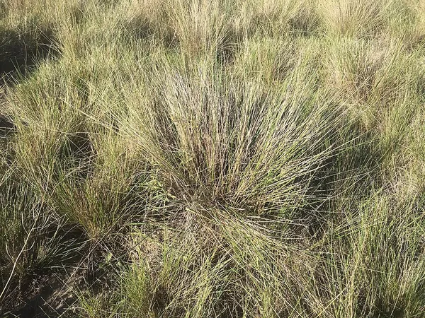 Amelichloa