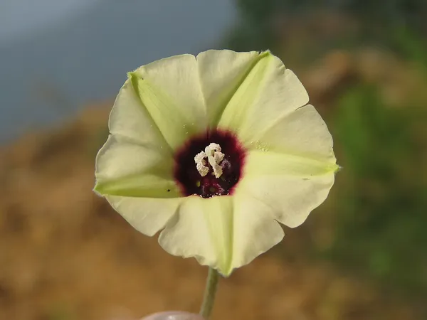 Hewittia malabarica