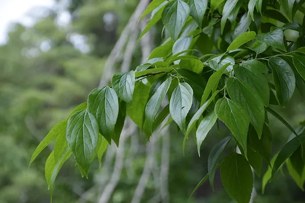 Celtis tetrandra
