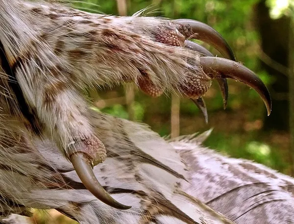 Dietary biology of the tawny owl