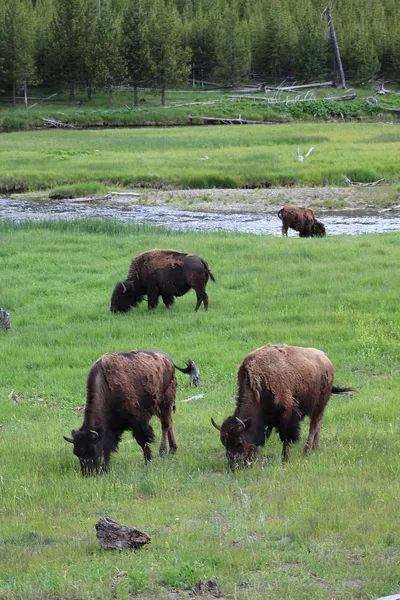 Conservation of American bison