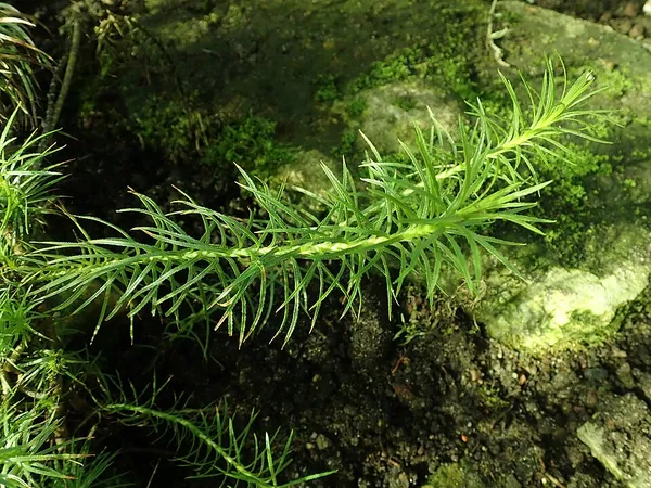 Fluminaria