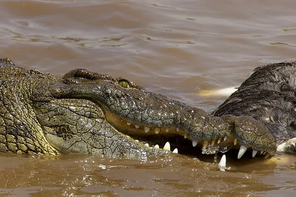 Dietary biology of the Nile crocodile