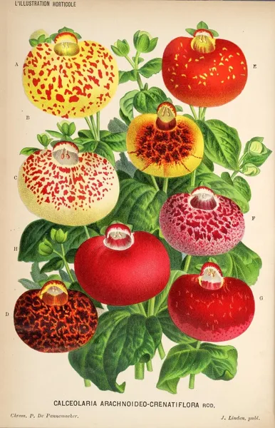 Calceolaria crenatiflora