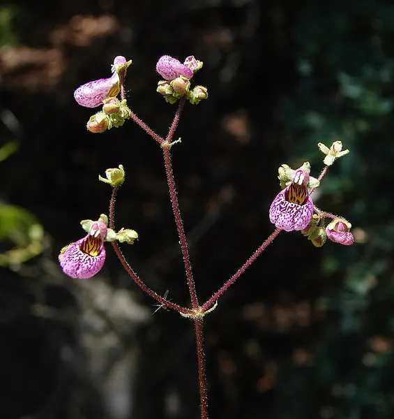Calceolaria cana
