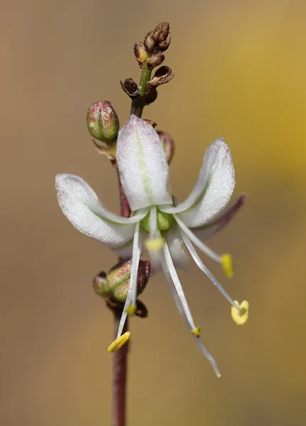 Hooveria (plant)