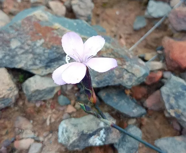 Dianthus albens