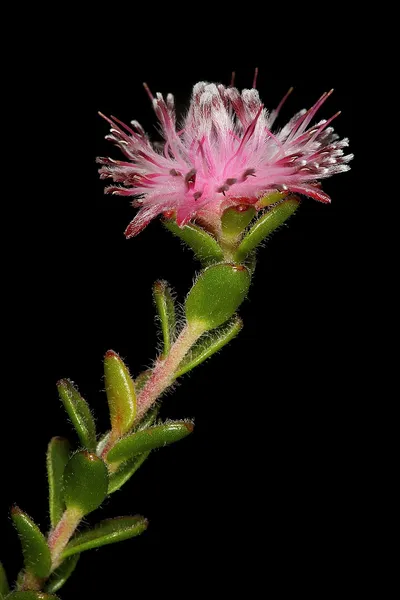 Diastella divaricata