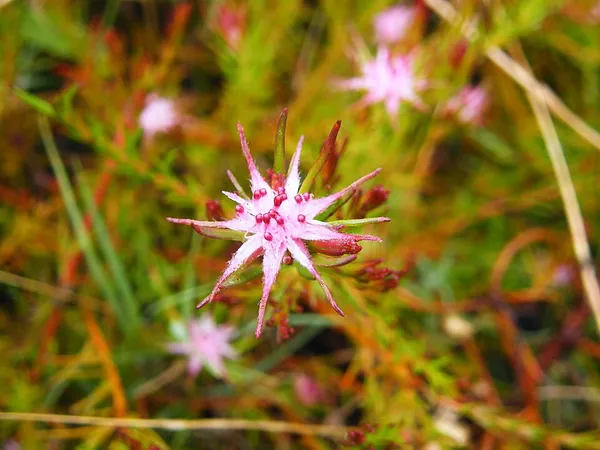 Diastella proteoides