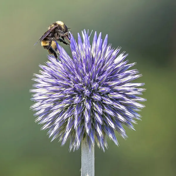 Echinops