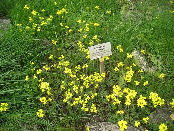 Alyssoides