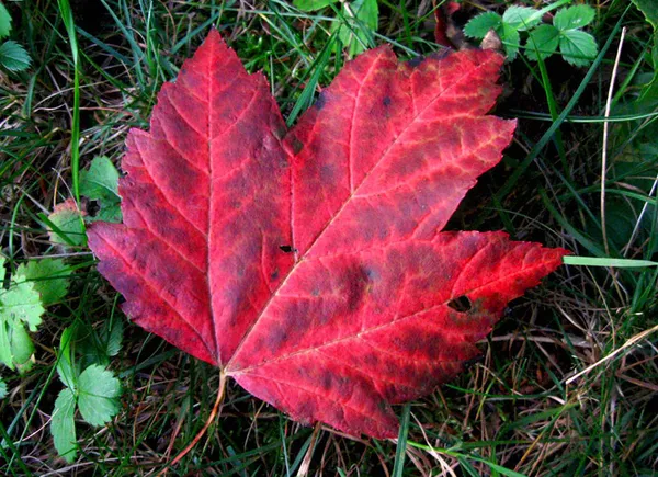 Culture of Canada