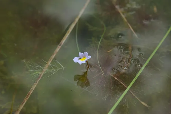 Benjaminia reflexa