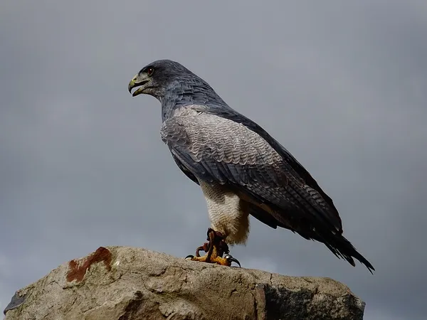 Black-chested buzzard-eagle