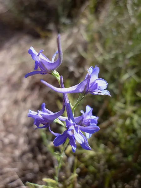 Delphinium peregrinum