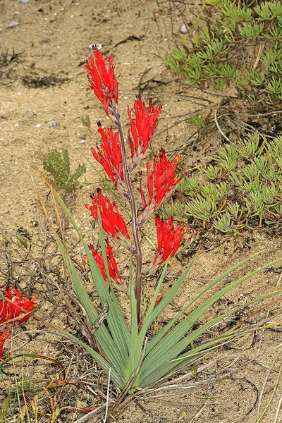 Babiana hirsuta