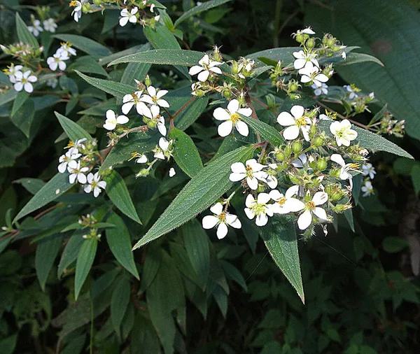 Chaetogastra longifolia