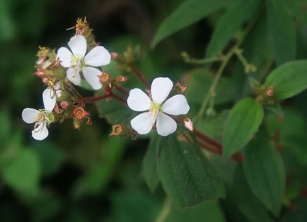 Chaetogastra ciliaris