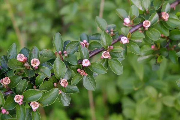 Cotoneaster divaricatus
